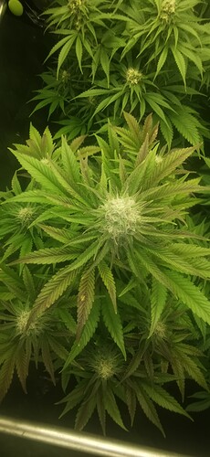 Growreport Bild 3