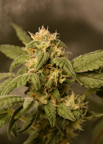 Growreport Bild 2