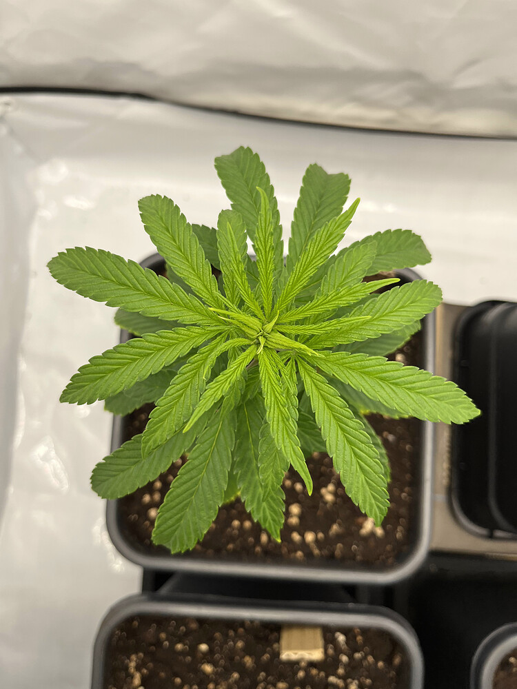 Jungferngrow - Das erste Mal tut dann doch etwas weh