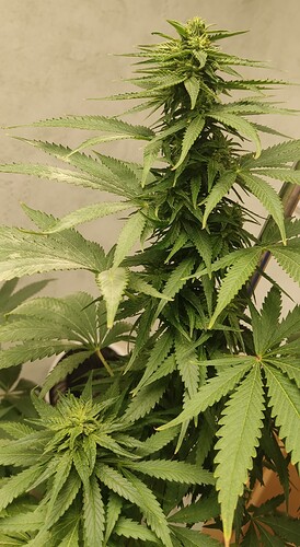 Growreport Bild 2