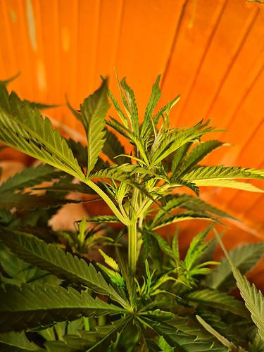 Growreport Bild 7