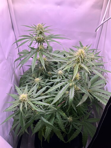 Growreport Bild 24