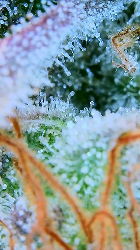 Growreport Bild 34