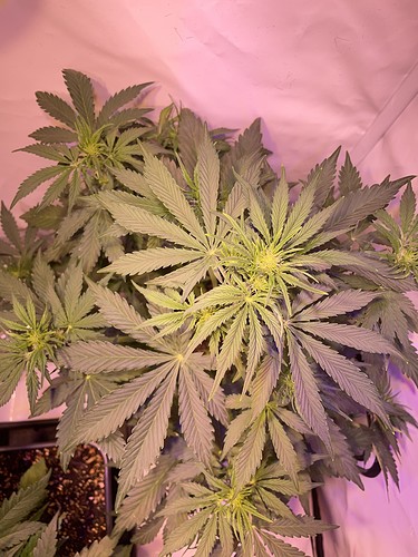 Growreport Bild 2