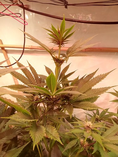Growreport Bild 41