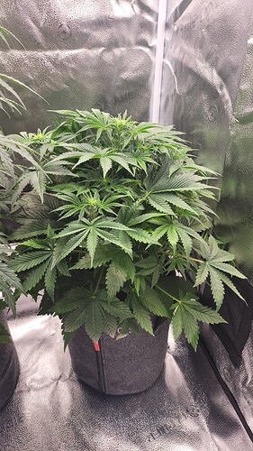 Growreport Bild 2
