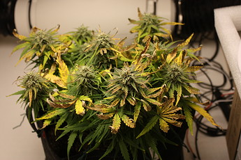 Growreport Bild 16