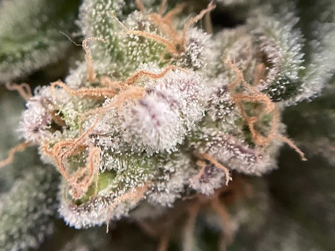 Growreport Bild 39