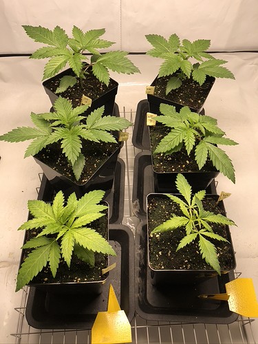 Growreport Bild 1