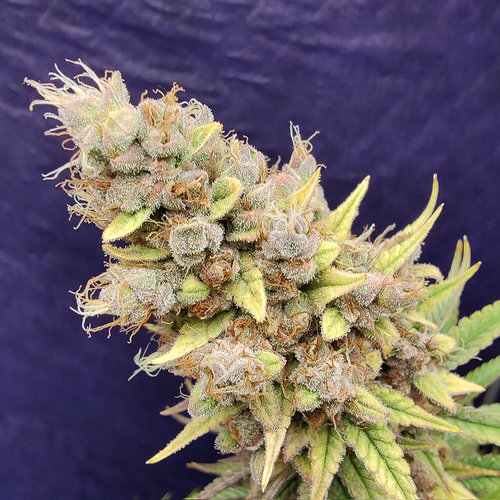 Growreport Bild 21