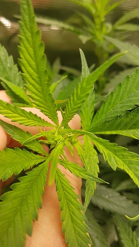Growreport Bild 4