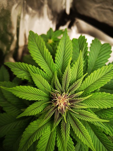 Growreport Bild 2