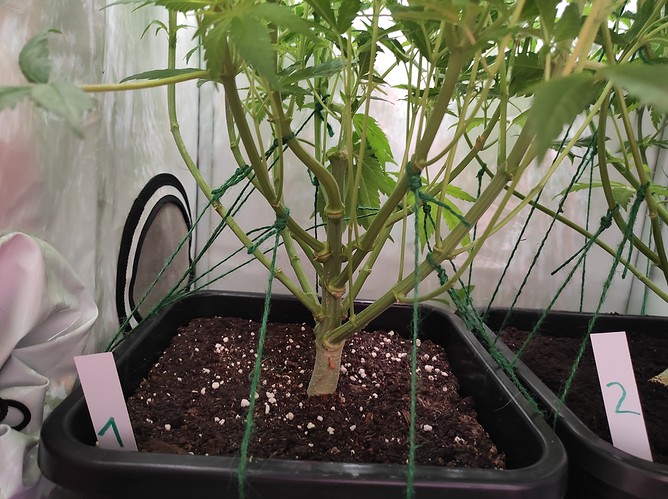 Growreport Bild 7