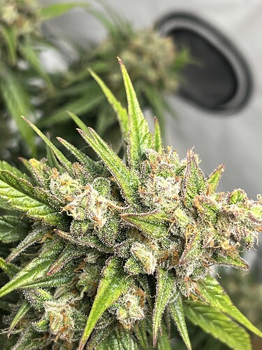 Growreport Bild 5