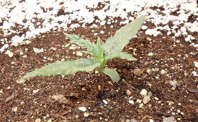 Growreport Bild 10