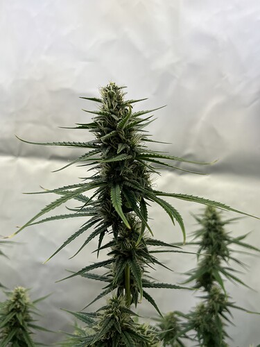 Growreport Bild 29