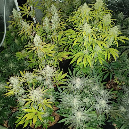 Growreport Bild 10