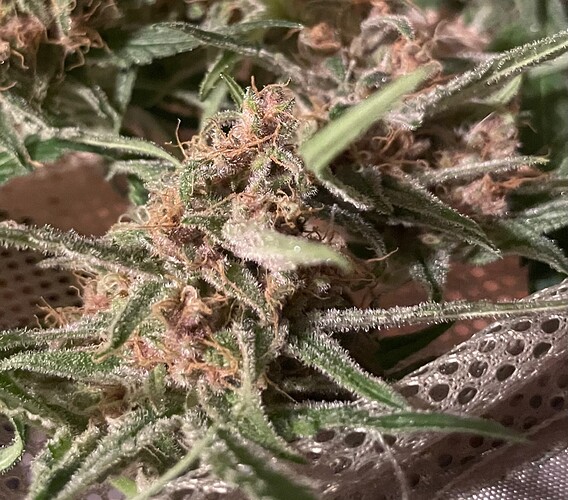 Growreport Bild 21