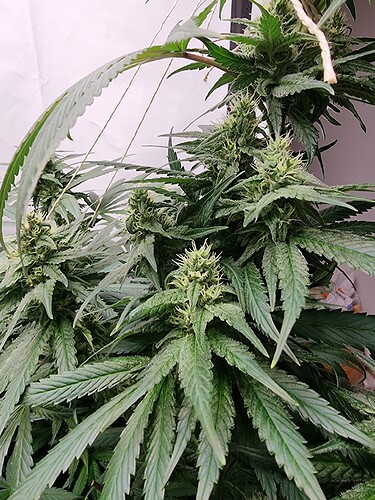 Growreport Bild 2