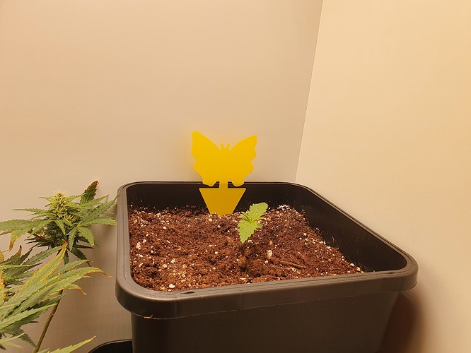 Growreport Bild 2