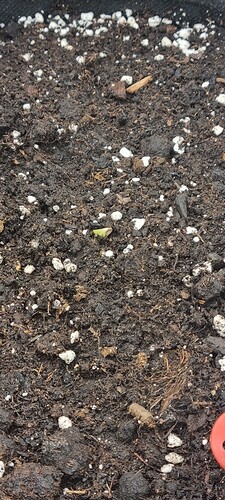 Growreport Bild 29
