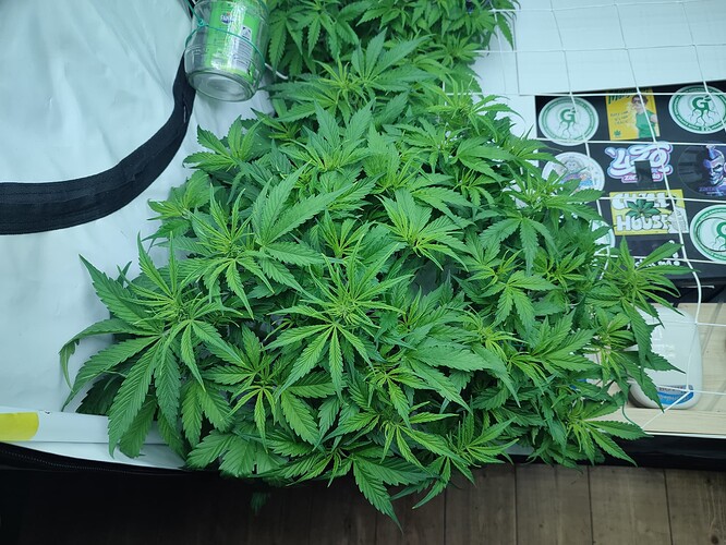 Growreport Bild 11
