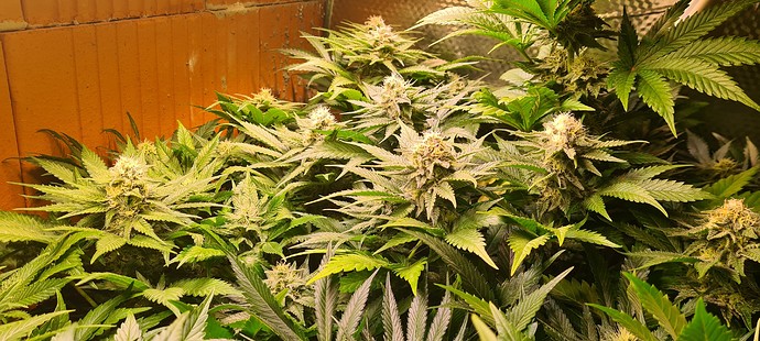 Mehrere blühende Cannabispflanzen mit dichten Blütenständen und breiten Blättern, die in einem Innenanbau unter Kunstlicht wachsen.