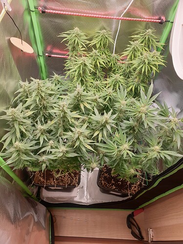 Growreport Bild 1