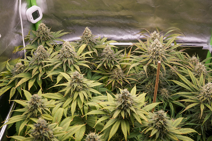 Growreport Bild 5