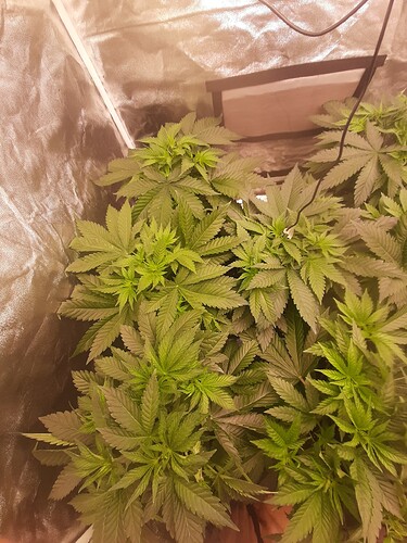 Growreport Bild 1