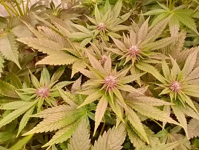Growreport Bild 32