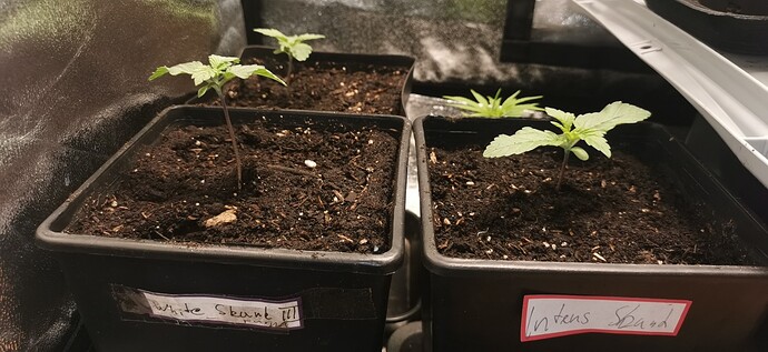 Growreport Bild 7