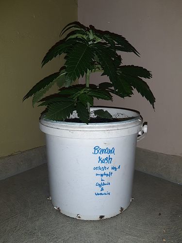 Growreport Bild 1