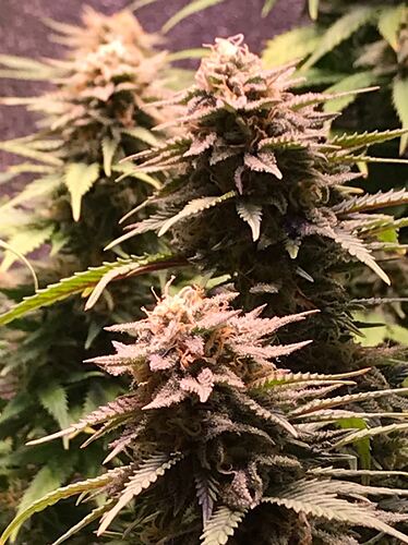 Growreport Bild 4