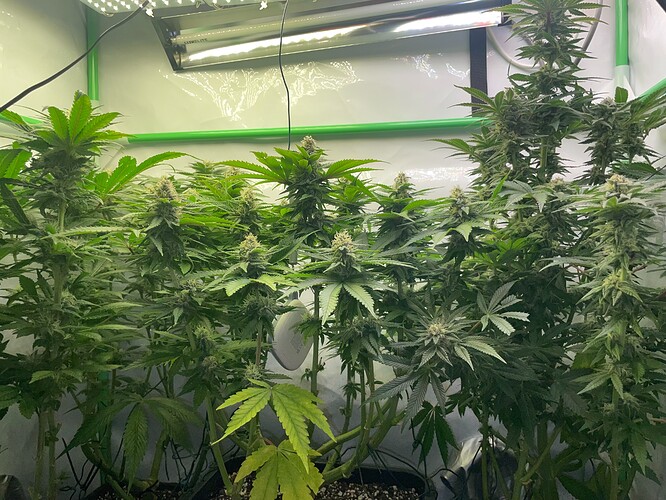 Growreport Bild 7