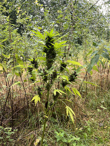 Growreport Bild 16