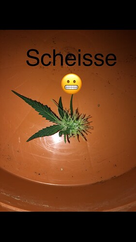 Growreport Bild 9