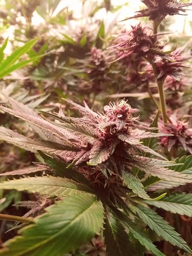 Growreport Bild 63