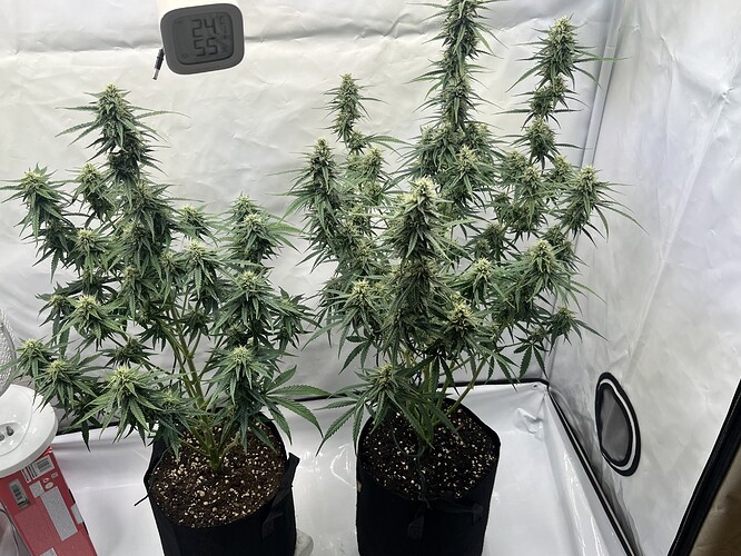 Growreport Bild 45