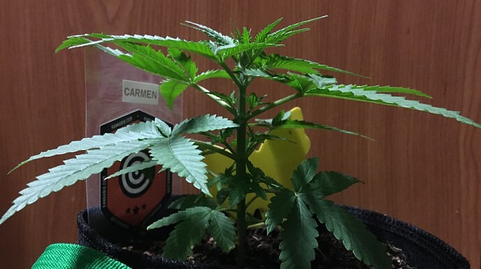 Growreport Bild 2