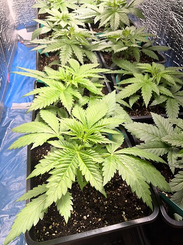 Growreport Bild 13