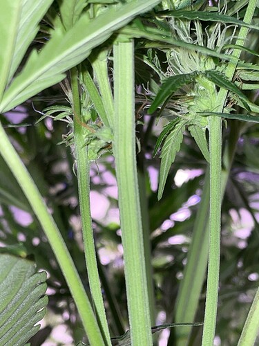 Growreport Bild 1