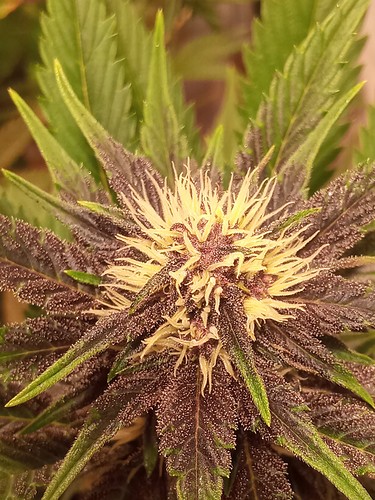 Growreport Bild 18