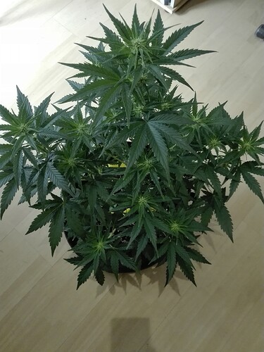 Growreport Bild 6