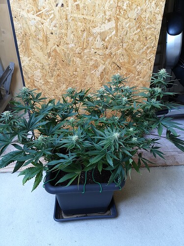 Growreport Bild 5