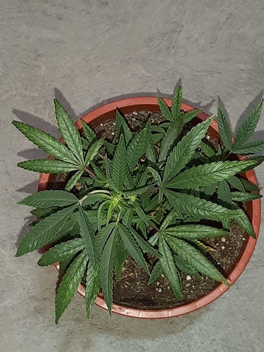 Growreport Bild 8
