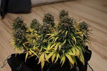 Growreport Bild 2