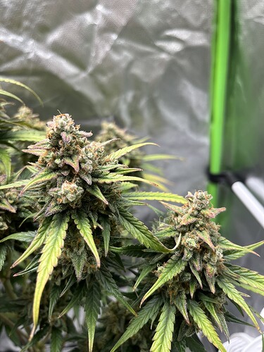 Growreport Bild 40