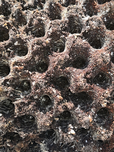 Growreport Bild 6