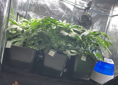 Growreport Bild 10